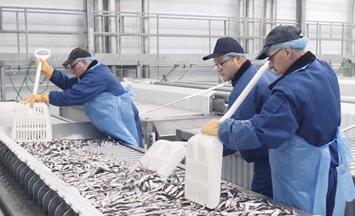 Plate freezing solutions for fish & seafood