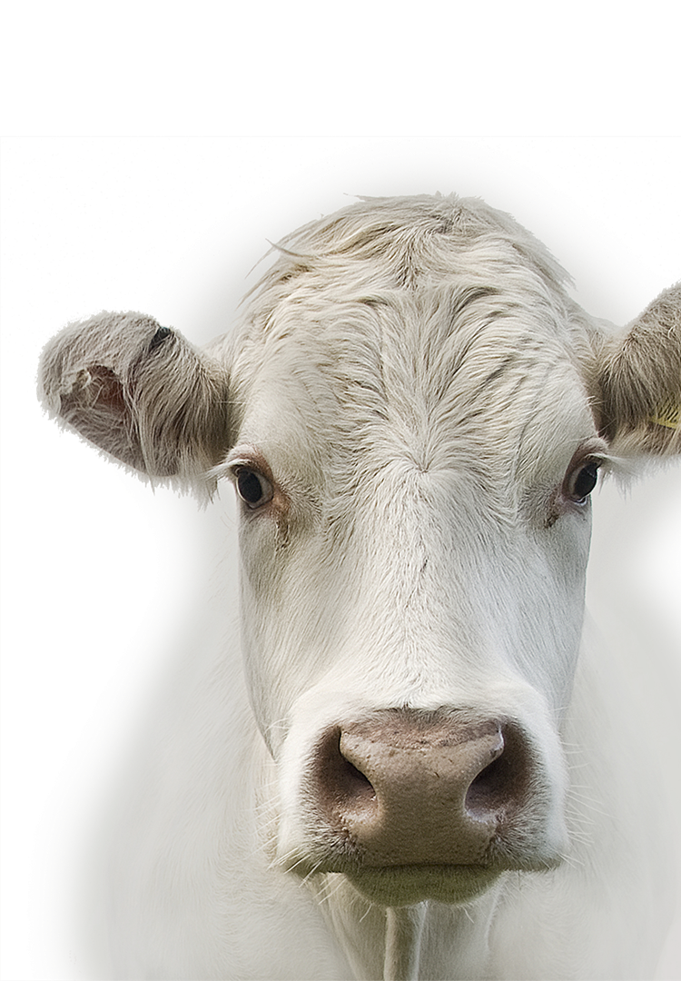 Freezing, cooling and heating of quality meat