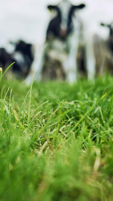 Improved food safety from dairy to deli